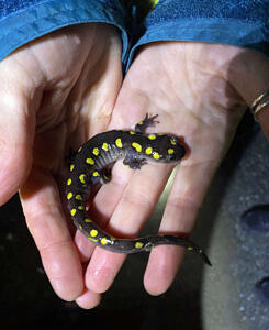 A person's hands, holding a spotted salamander. (photo © Sarah Thomas)