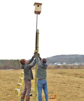 Phil and Mike raise a kestrel box. (photo © Meade Cadot)