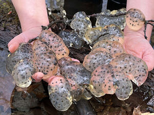 A cluster of spotted salamander eggs deposited on a branch in a vernal pool. (photo © Russ Cobb)