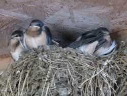 Barn Swallow nestlings sit in their nest under an eave. (photo: Phil Brown)