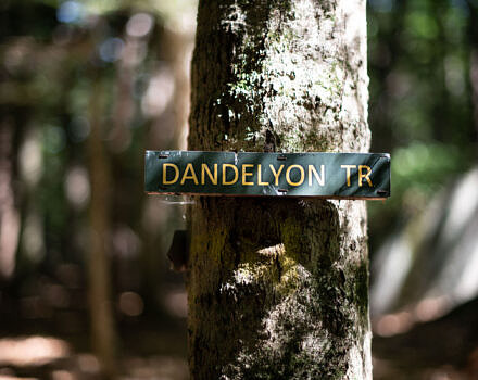 Dandelion Trial sig (green with yellow letters) on a tree, dappled with shade. (photo: Ben Conant)
