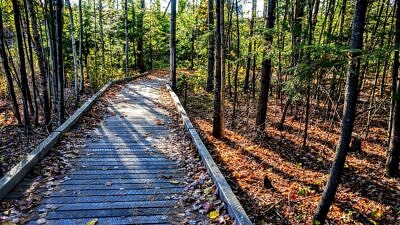 A boardwalk in the forest (photo: Jim Murphy)