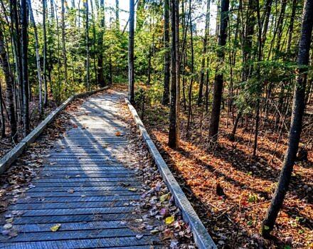 A boardwalk in the forest (photo: Jim Murphy)