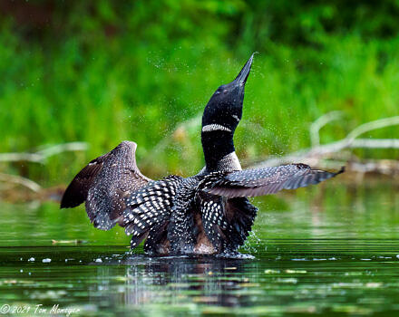 A loon, wings spread open, shakes water off its back. (photo: Tom Momeyer)