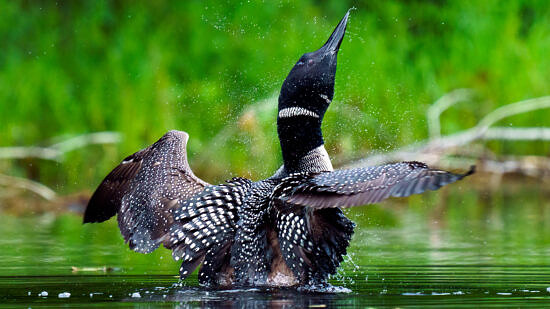 A loon, wings spread open, shakes water off its back. (photo: Tom Momeyer)