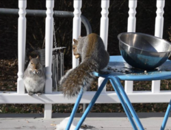 Two Eastern gray squirrels enjoy some seeds on a porch. (photo: Susie Spikol)