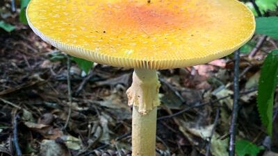 A yellow mushroom grows on the forest floor. (photo: John Benjamin)
