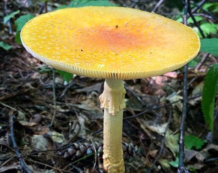 A yellow mushroom grows on the forest floor. (photo: John Benjamin)