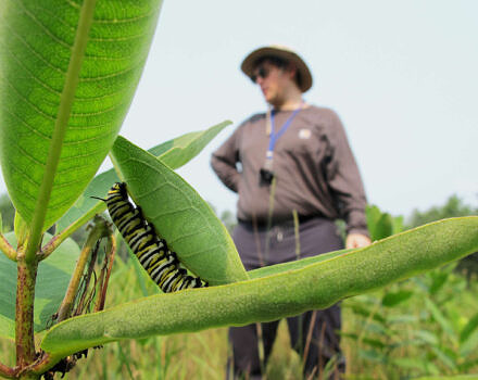 A monarch caterpillar on a milkweed leaf in the foreground, with a community science volunteer standing in the background. (photo: Brett Amy Thelen)