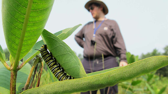 A monarch caterpillar on a milkweed leaf in the foreground, with a community science volunteer standing in the background. (photo: Brett Amy Thelen)