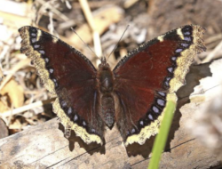 A mourning cloak butterfly, wings spread, rests on the forest floor. (photo: Alan Schmierer)