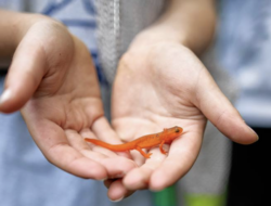 A red eft is held in a child's hands. (photo: Ben Conant)