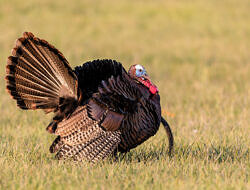 A tom turkey with full plumage stands in a field. (photo: Tim Lumley)