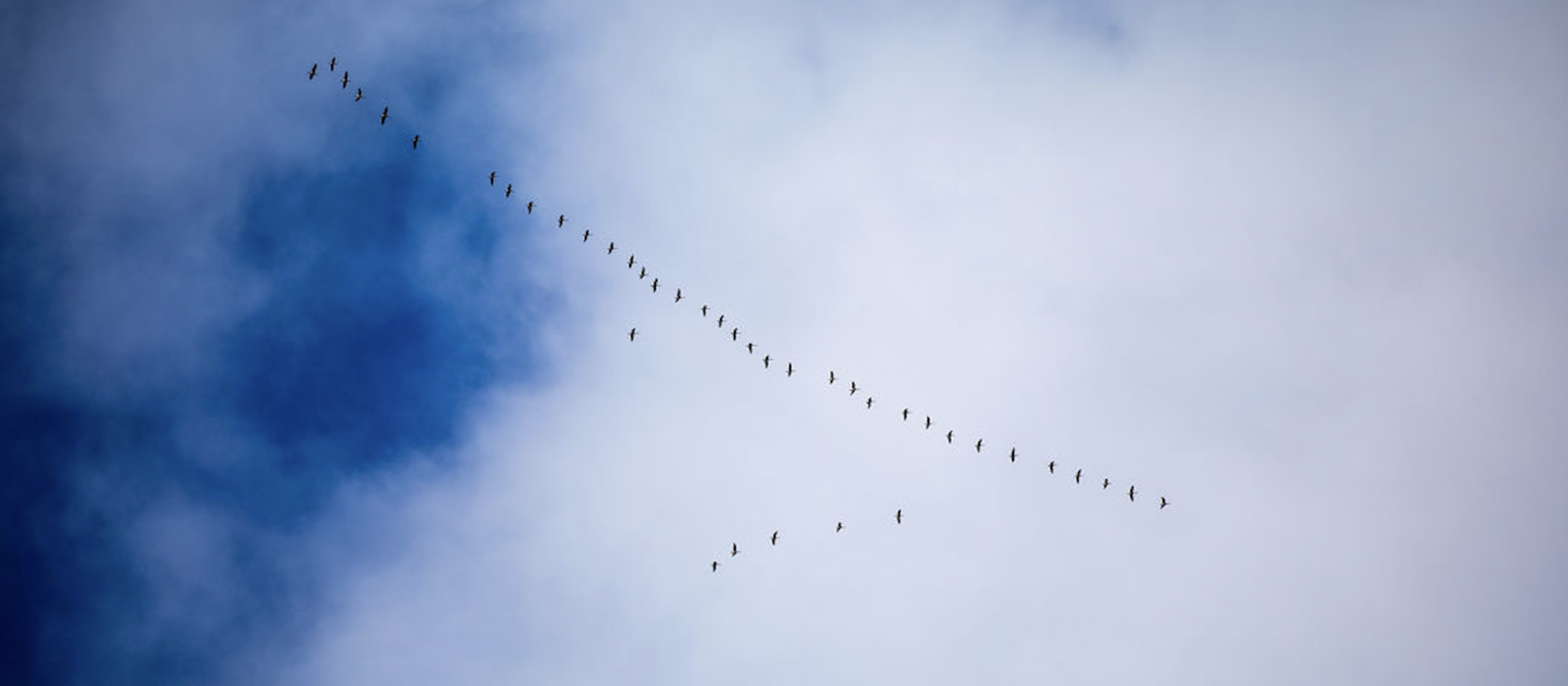 Geese fly above in a V formation. (photo © Martha Duffy)