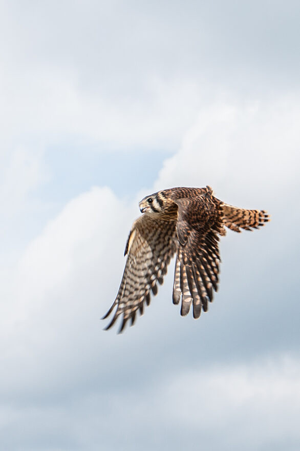 A kestrel in flight over Pack Monadnock. (photo © Martha Duffy)