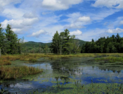 A wetland, filled with plants, against a forested hillside and blue and cloud-filled sky. (photo © Brett Amy Thelen