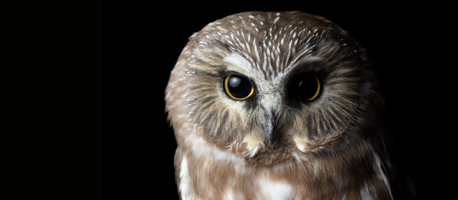 A portrait of a saw-whet owl. (photo © Phil Stollsteimer)