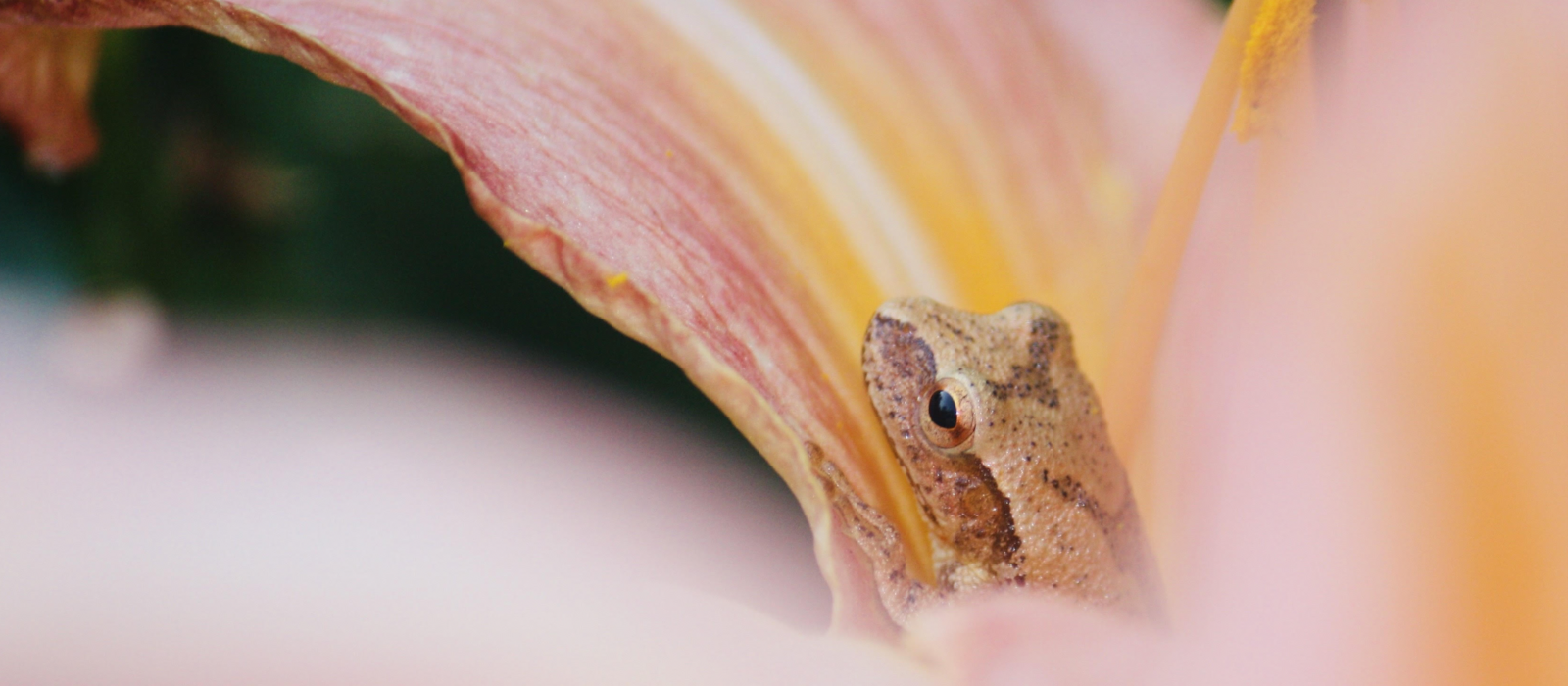 A peeper in a lily. (photo © James Newsom)