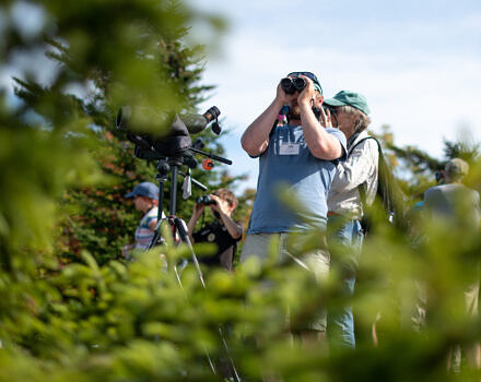 A birder holds binoculars up to his face; vegetation is in the foreground. (photo © Ben Conant)