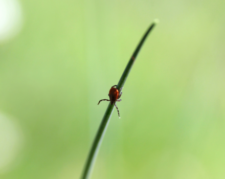 A tick climbs down a blade of grass, against a green background. (photo © Canva Commons)