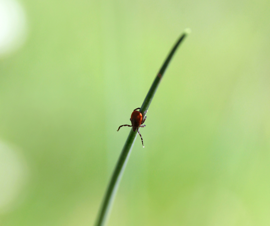 A tick climbs down a blade of grass, against a green background. (photo © Canva Commons)