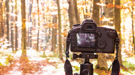 A DSLR camera is set up on a tripod in a sunny, fall woodland. (photo © Canva)