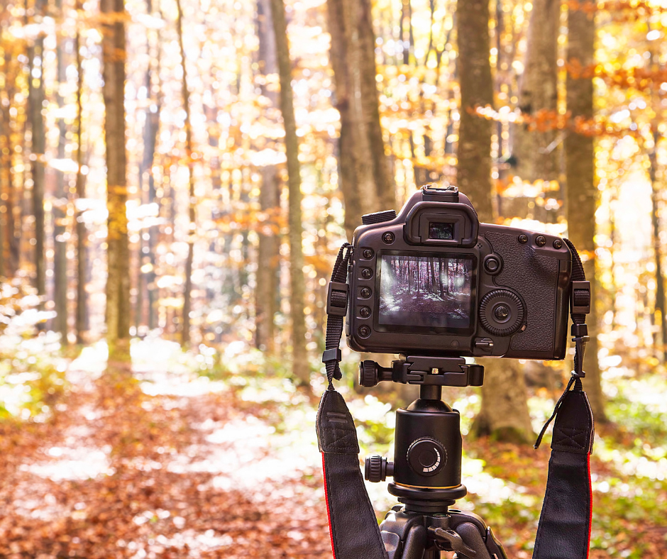 A DSLR camera is set up on a tripod in a sunny, fall woodland. (photo © Canva)