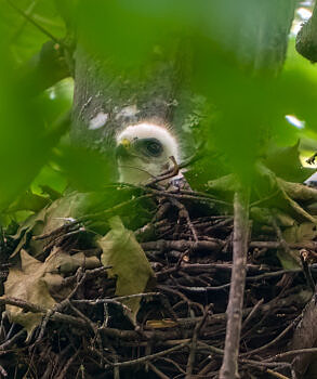 A fuzzy broadwing nestling. (photo © Chuck Carlson)