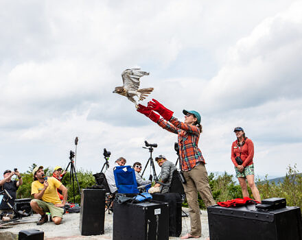 Raptor Biologist Katrina Fenton releases a Red-tailed Hawk on Raptor Release Day. (photo © Martha Duffy)
