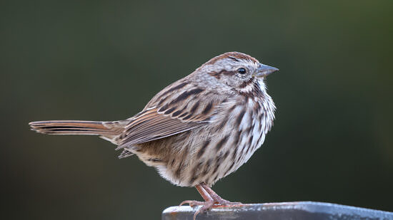 A Song Sparrow against a dark green background. (photo © Becky Matsubara)