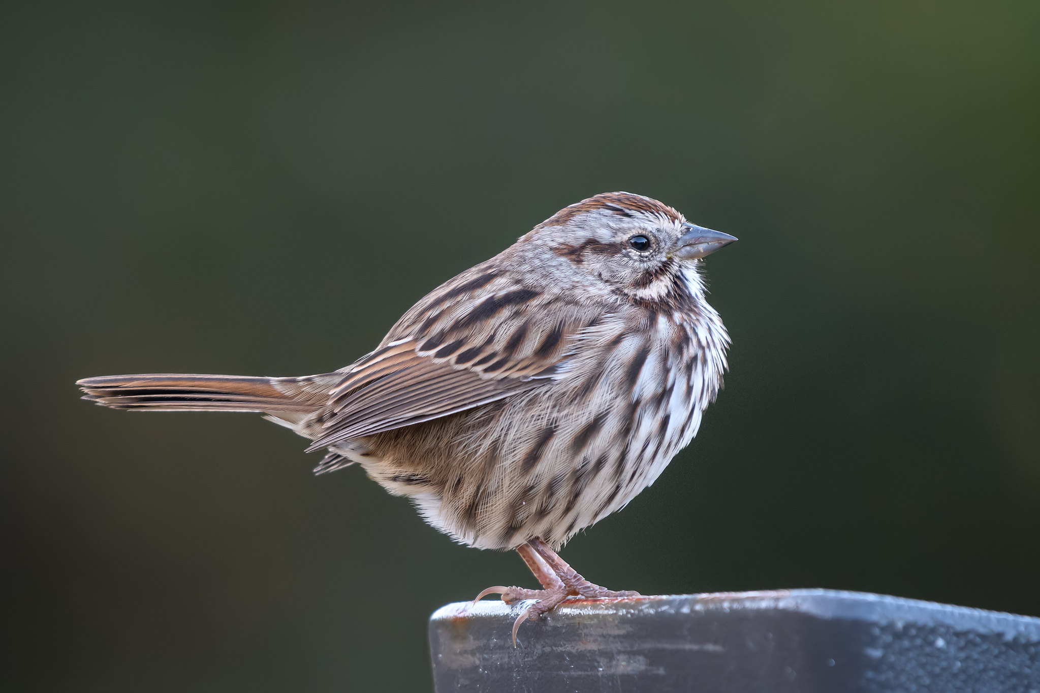A Song Sparrow against a dark green background. (photo © Becky Matsubara)