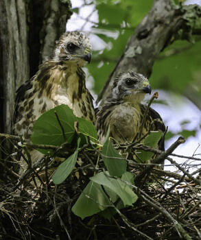 Still on the nest, but steadily growing! (photo © Chuck Carlson)