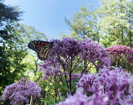 A monarch butterfly on a Joe-Pye weed, with green trees and a blue sky in the background. (photo © Brett Amy Thelen)