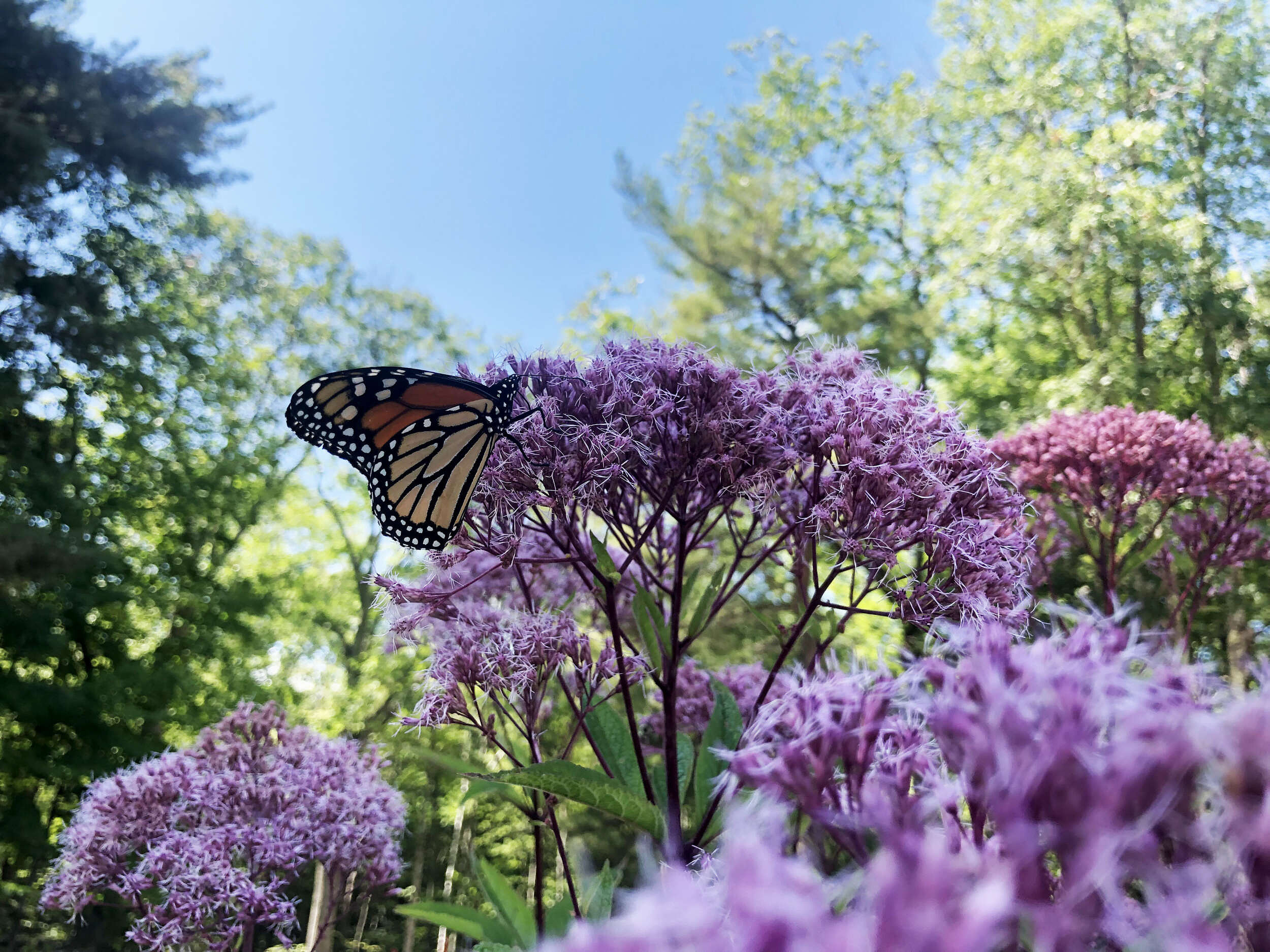 A monarch butterfly on a Joe-Pye weed, with green trees and a blue sky in the background. (photo © Brett Amy Thelen)