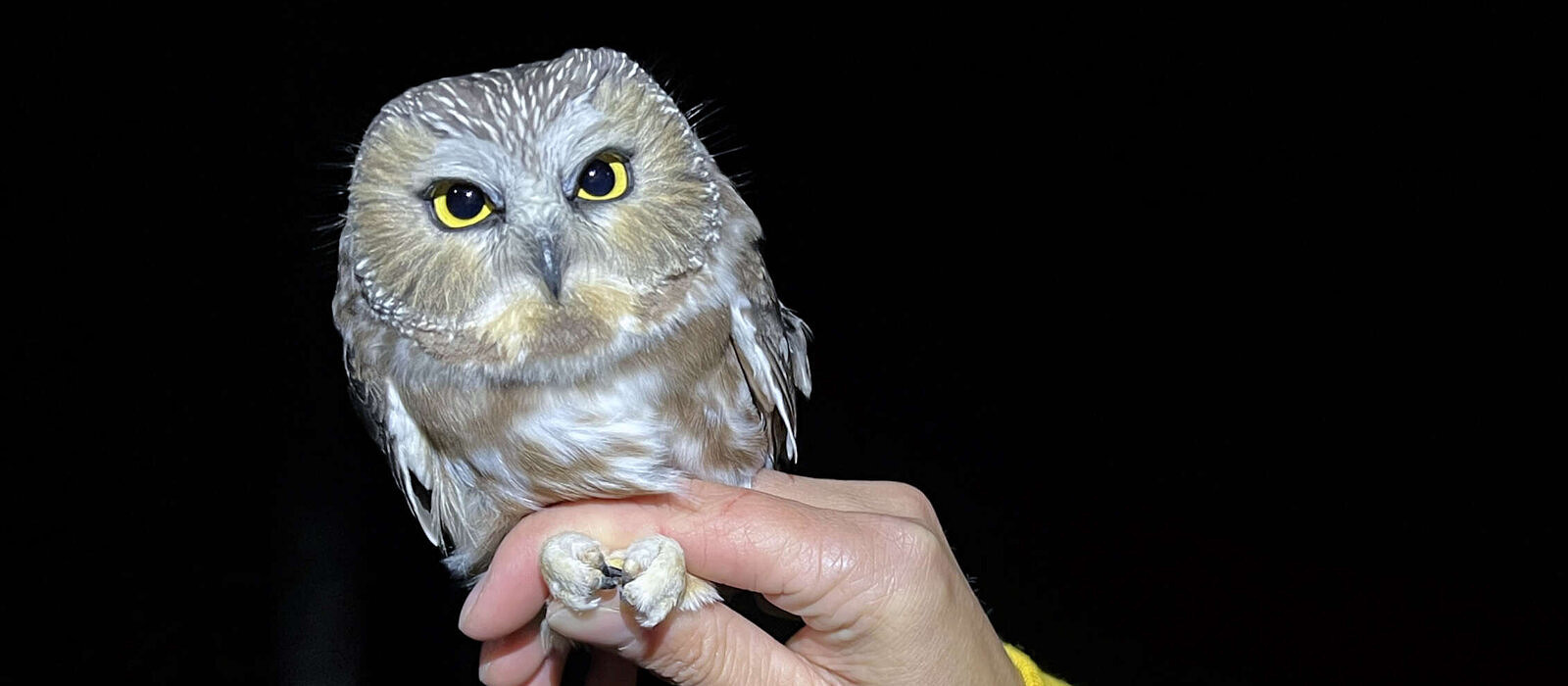 A saw-whet owl, being held in a human hand. (photo © Brett Amy Thelen)