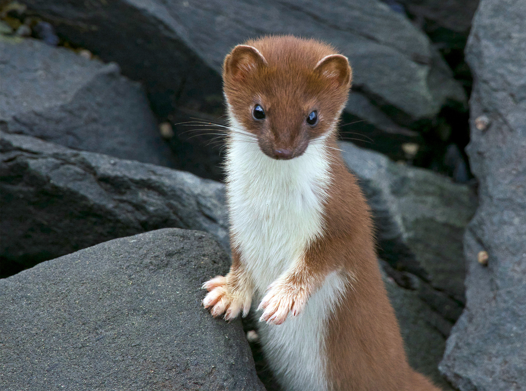 A short-tailed weasel perched on dark gray rocks. (photo © Stacy Studebaker via FlickrCC)
