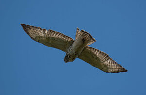 A broadwing in flight over the Pack Monadnock Raptor Observatory. (photo © Judd Nathan)
