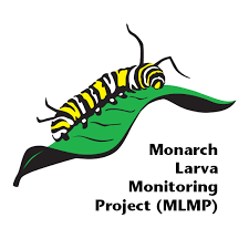 A monarch caterpillar on a green leaf, above the words Monarch Larva Monitoring Project (MLMP).
