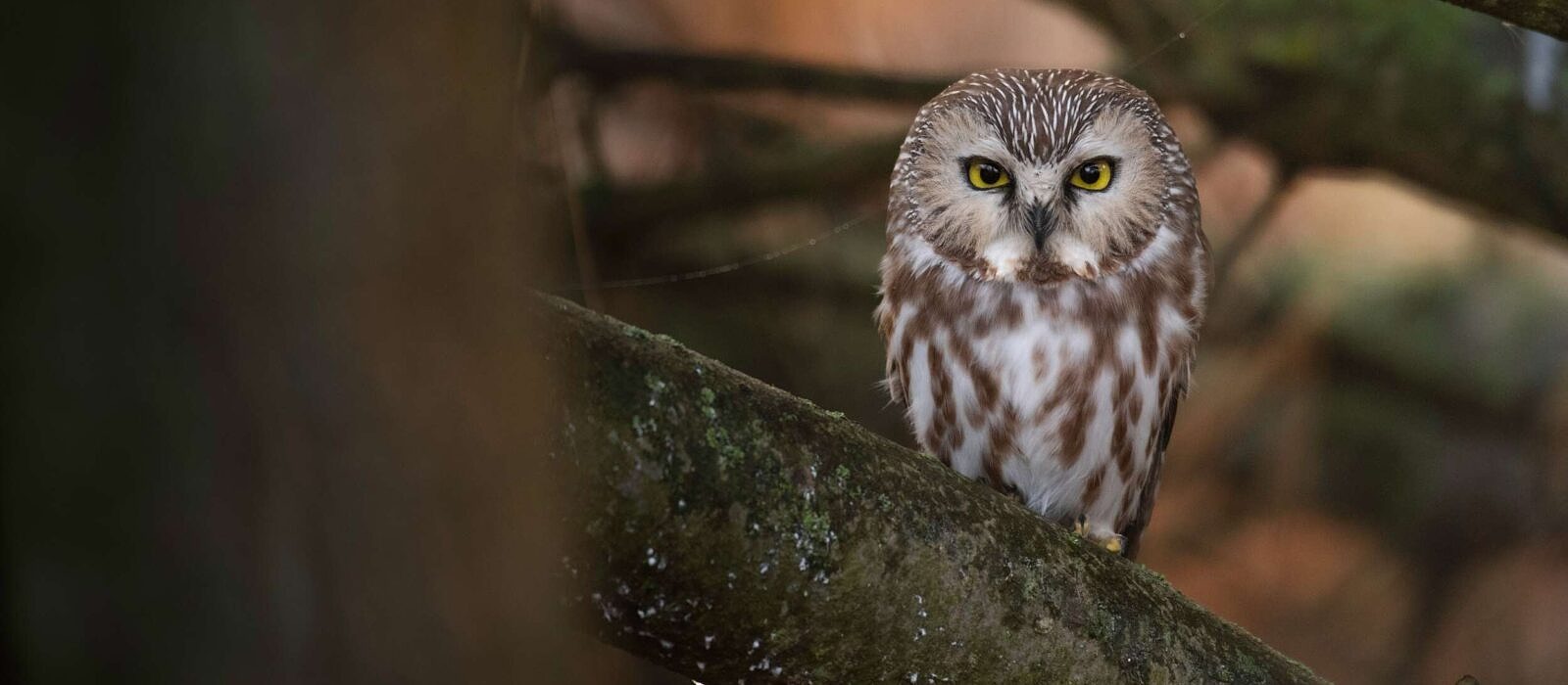 A saw-whet owl stands on a branch, staring directly into the camera. (photo © Jeremy Hynes via Unsplash)