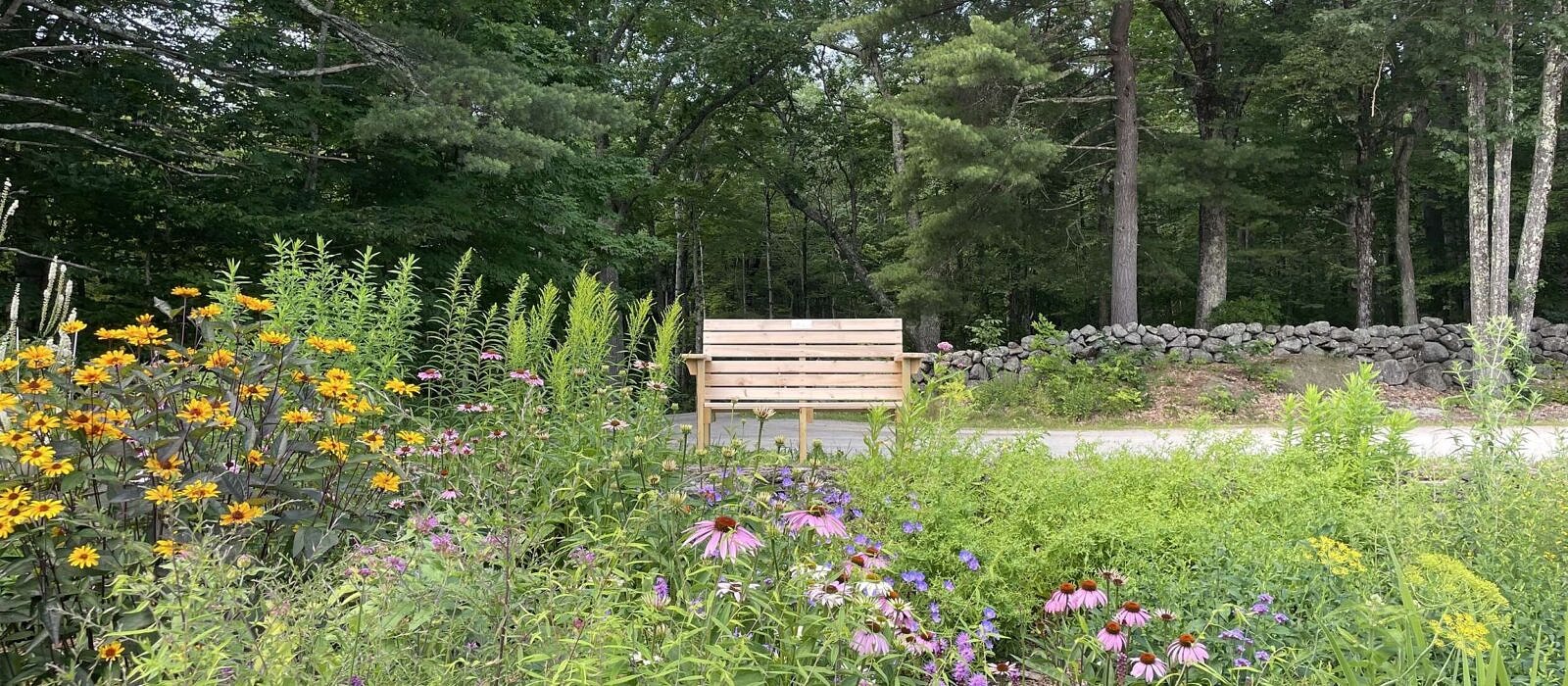 A wooden bench sits in the center of the frame, with green trees in the background, and blooming native plants in the foreground. (photo © Audrey Dunn)