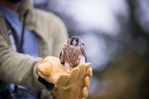 A gloved hand holds an adult kestrel. (photo © Ben Conant)