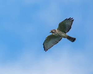 Broad-winged Hawk juvenile soaring over Pack Monadnock Raptor Observatory near the summit, Peterborough, NH, 9/14/23