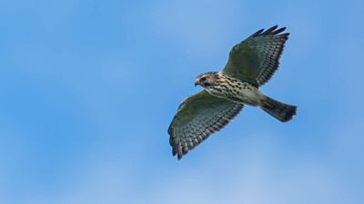 Broad-winged Hawk juvenile soaring over Pack Monadnock Raptor Observatory near the summit, Peterborough, NH, 9/14/23