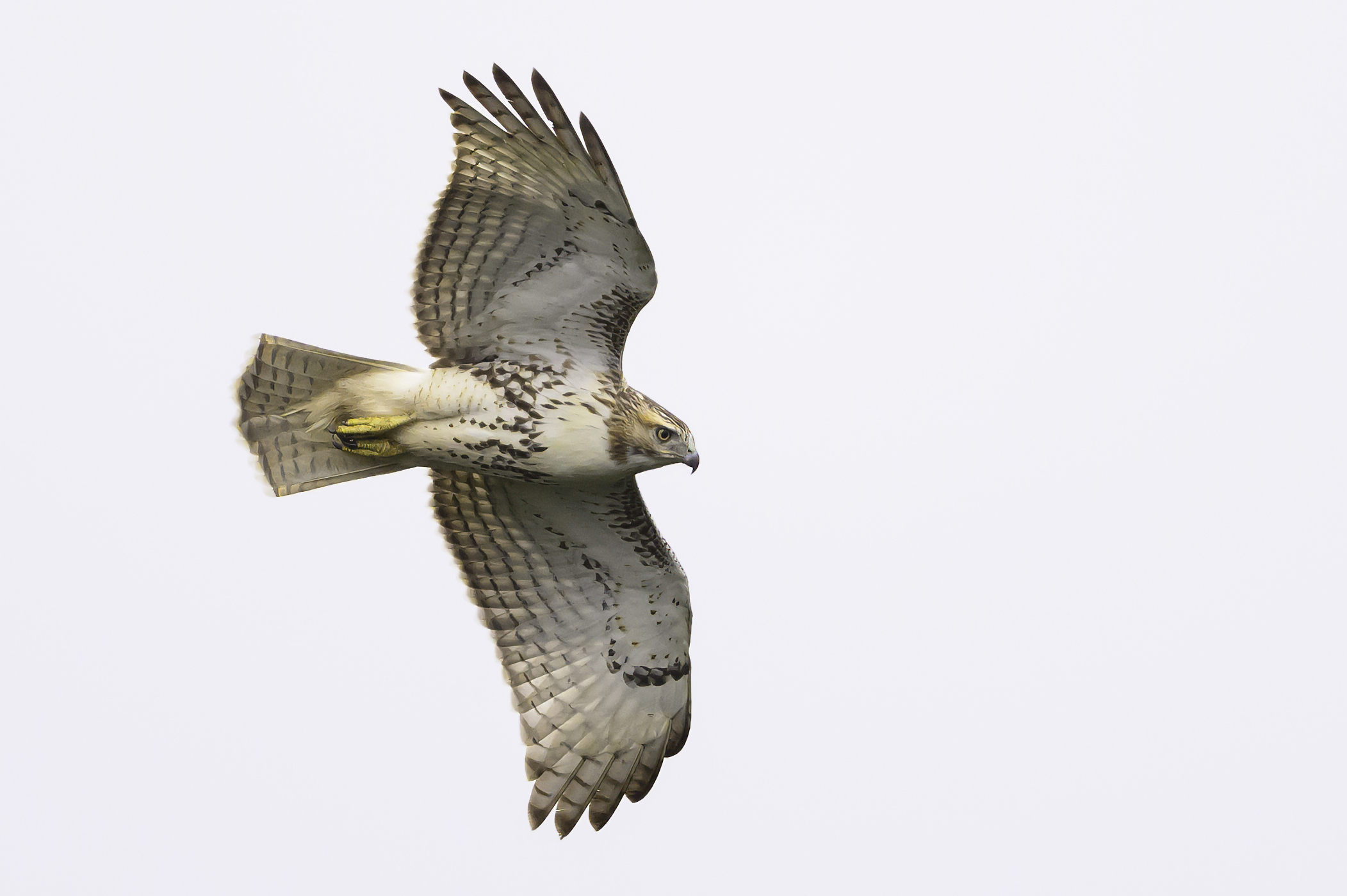 Red-tailed-Hawk soars against a white sky. (photo © Chuck Carlson)