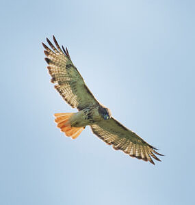A red-tailed hawk soars against a light blue sky. (photo © Carl Jensich)