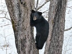 A black bear in a tree. (photo © Polly Pattison)