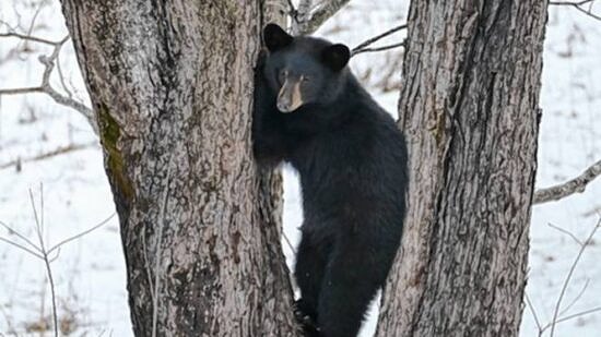 A black bear in a tree. (photo © Polly Pattison)