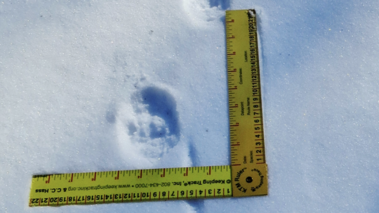 Bobcat tracks in the snow, measured with a right-angle ruler. (photo © Meade Cadot)