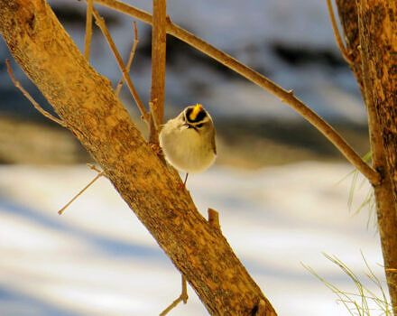 A Golden Crowned Kinglet on a tree branch. (photo © Meade Cadot)