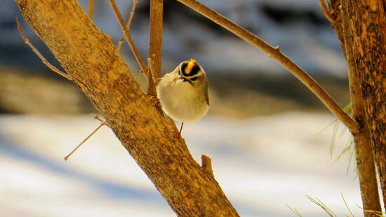 A Golden Crowned Kinglet on a tree branch. (photo © Meade Cadot)